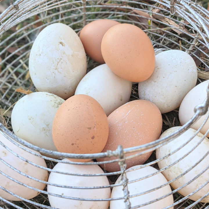 Harvesting Clean Eggs: tips to collecting eggs that don't require